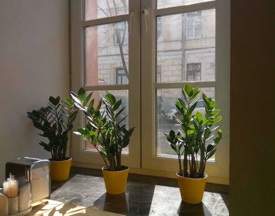 Green Potted Plants Near Closed Window
